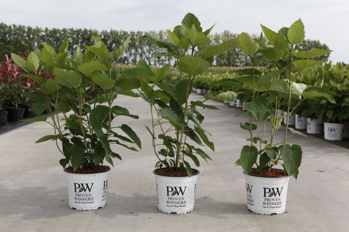 Main image on product details page