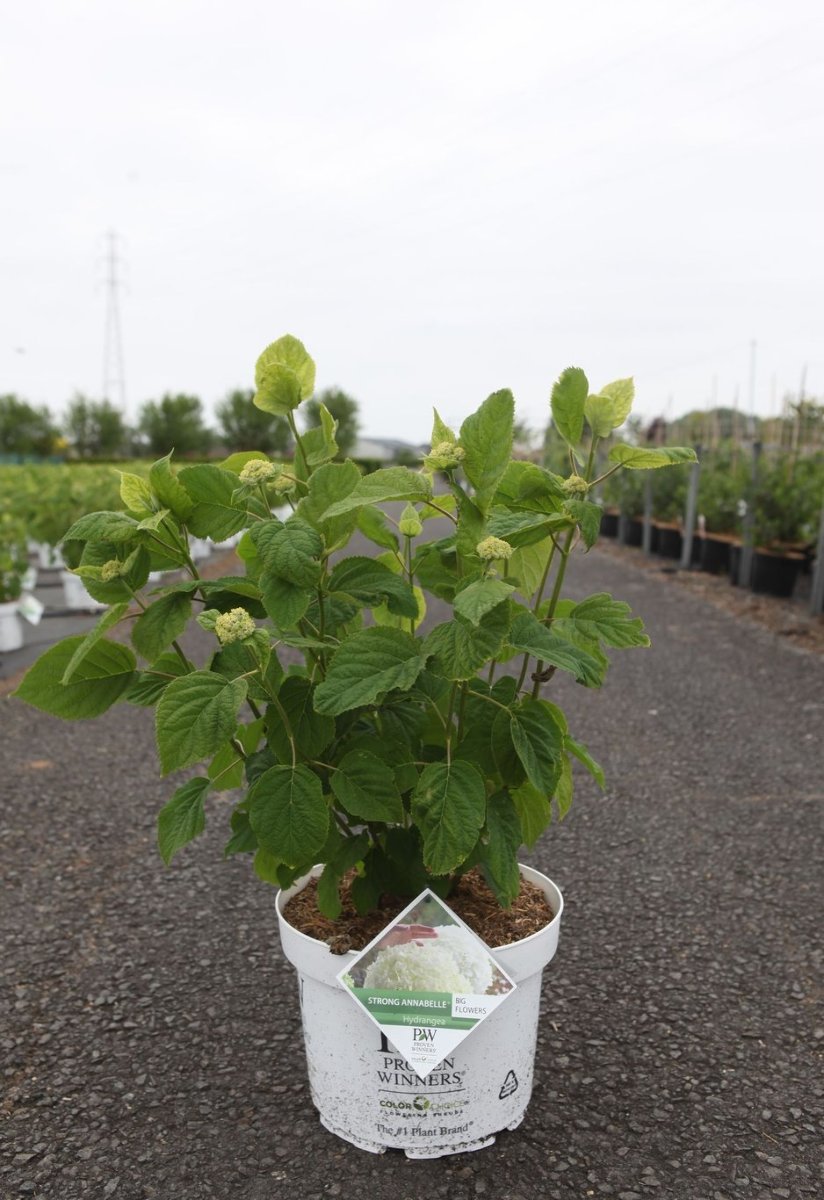 Main image on product details page