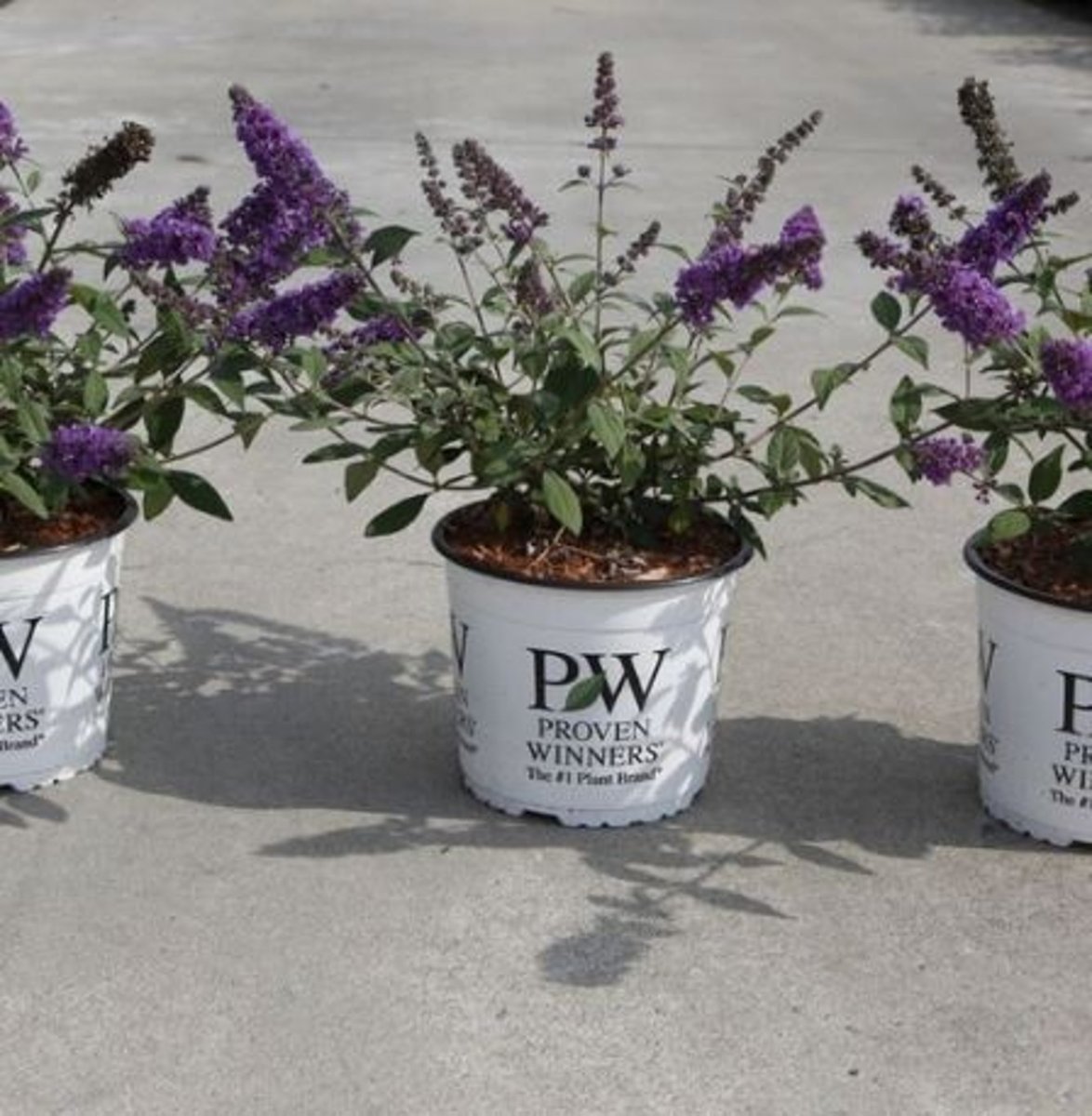 Main image on product details page