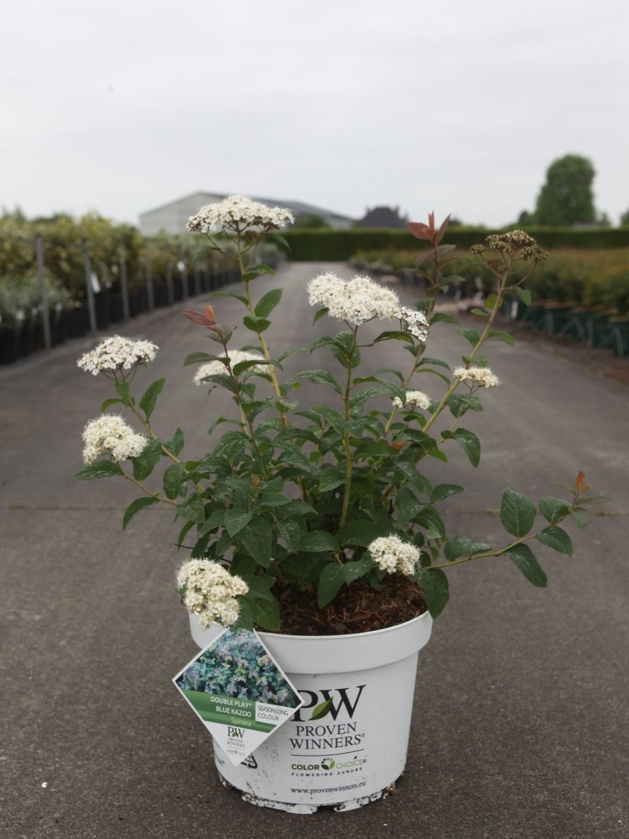 Main image on product details page