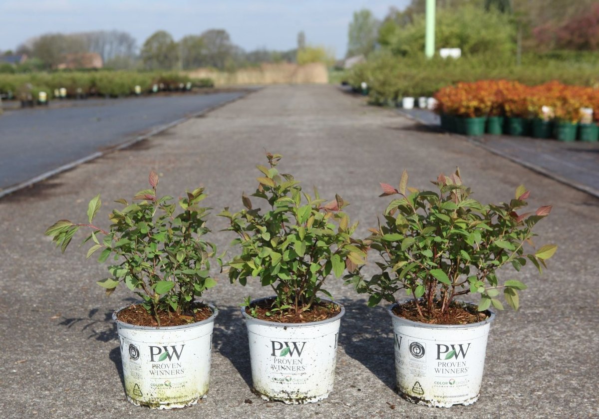 Main image on product details page