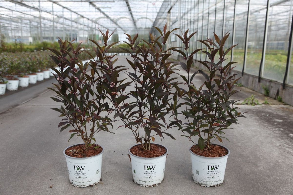 Main image on product details page