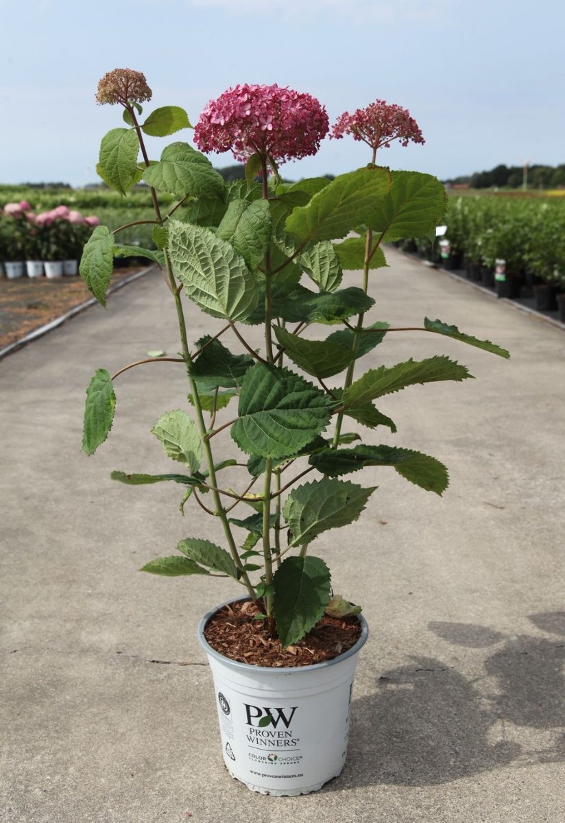 Main image on product details page