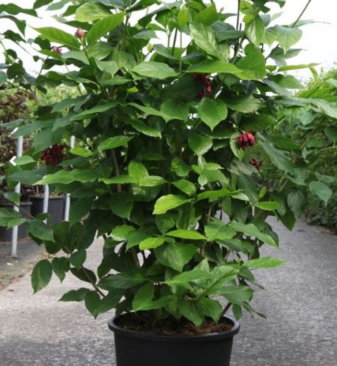 Main image on product details page