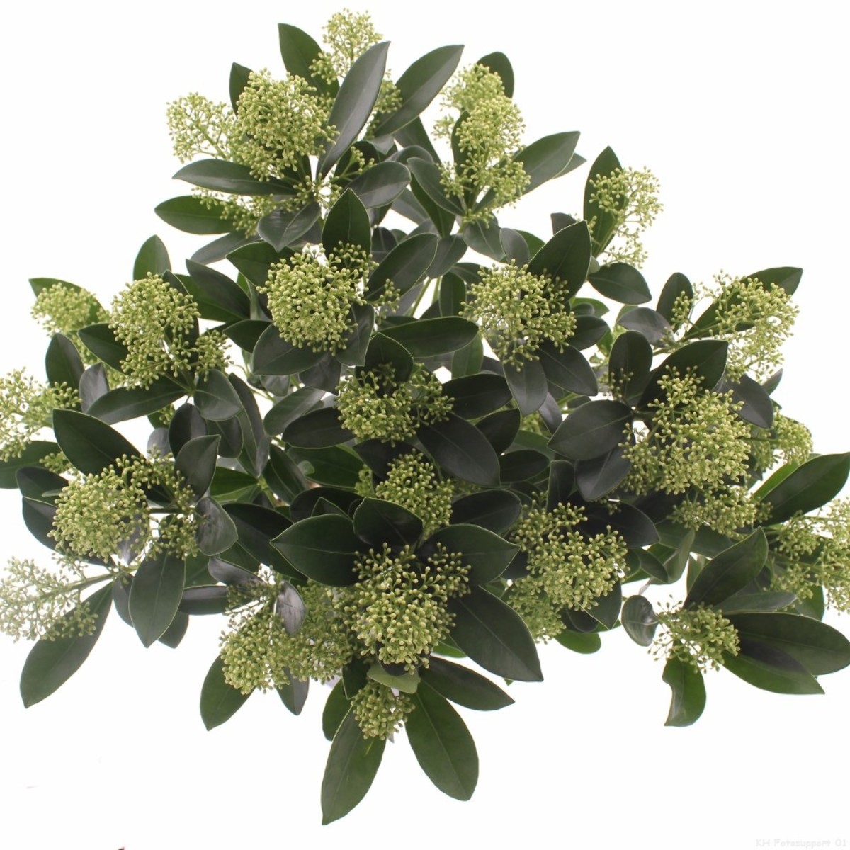 Main image on product details page