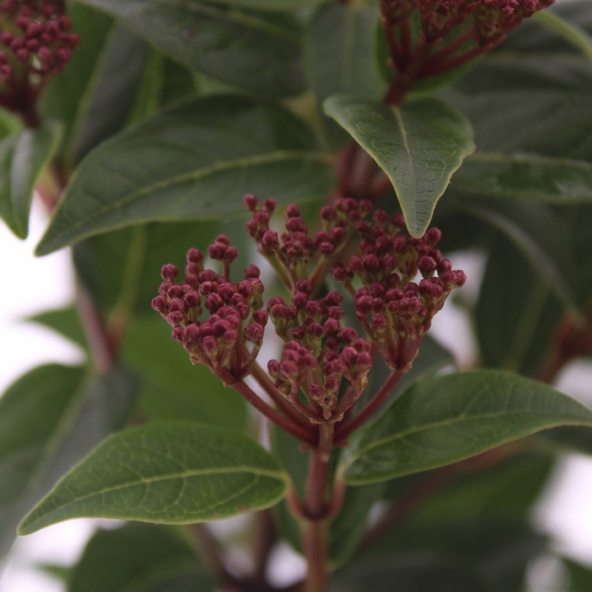 Main image on product details page