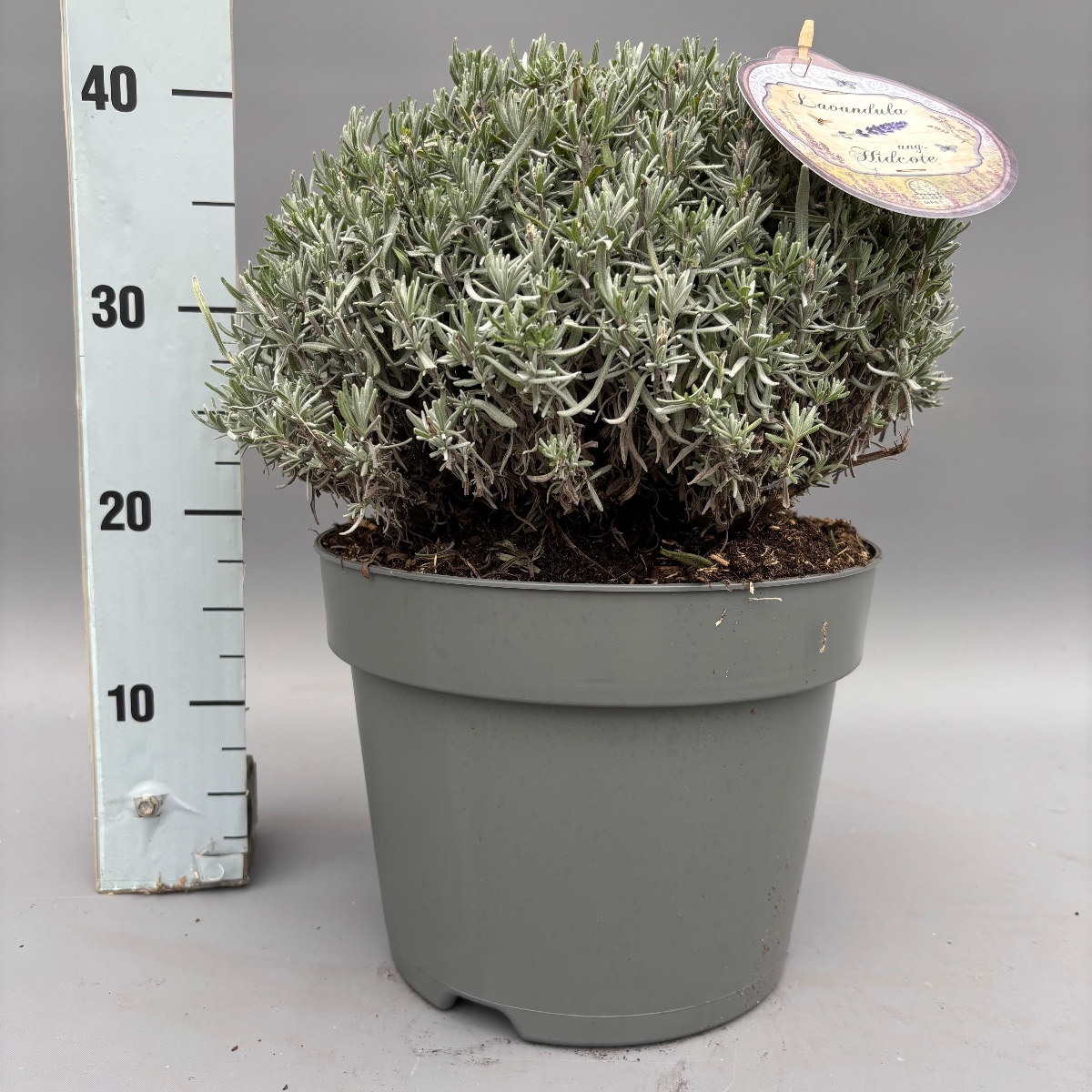 Main image on product details page