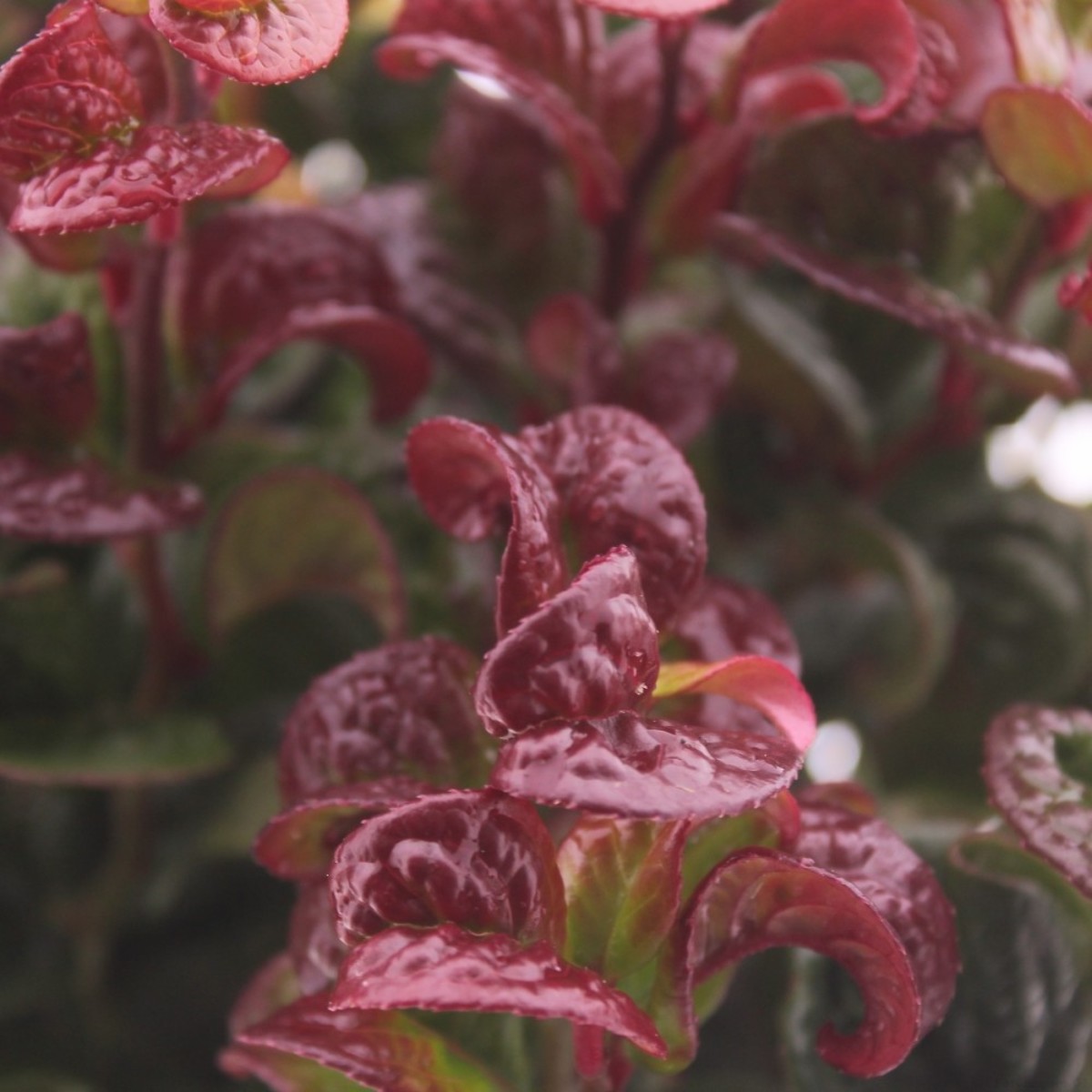 Main image on product details page