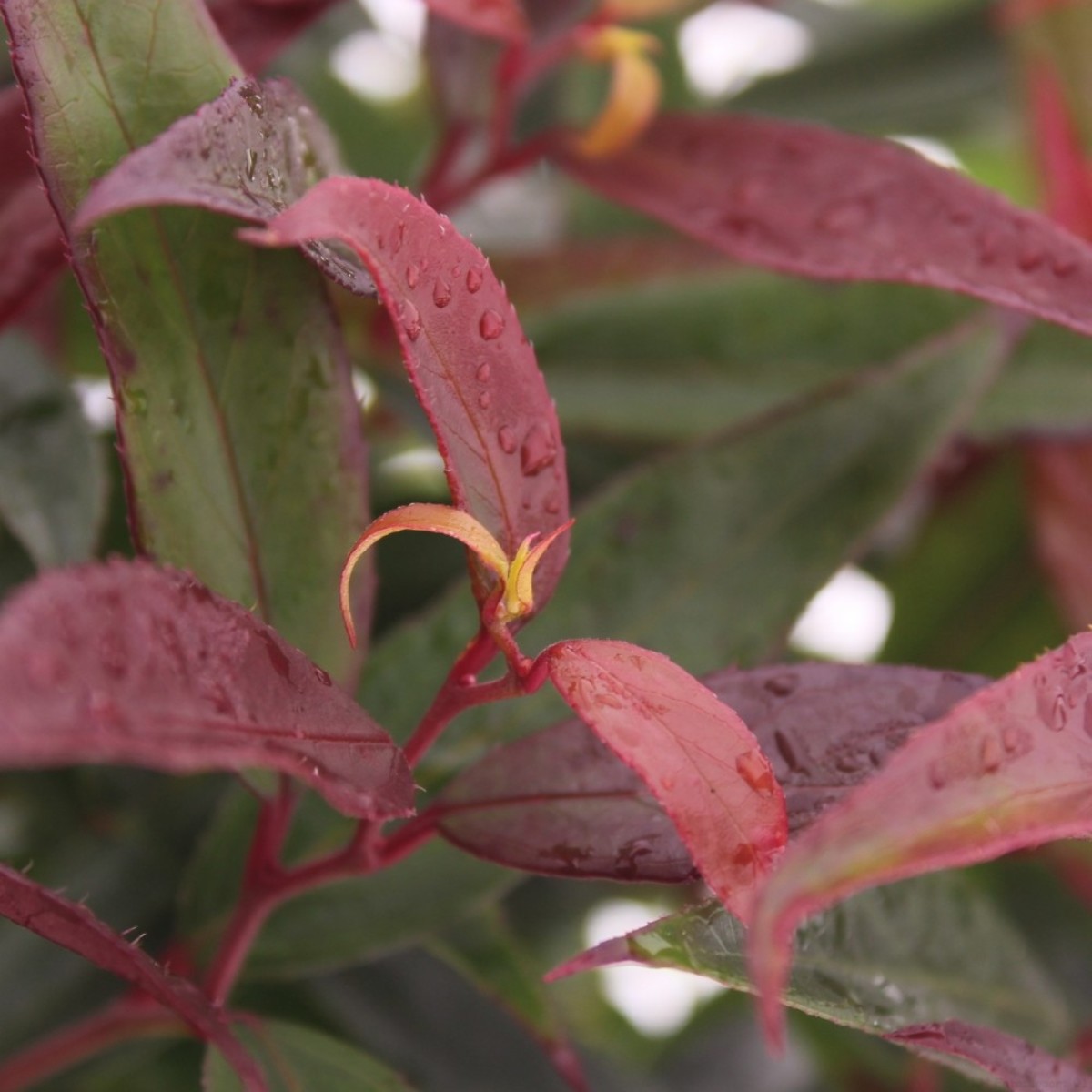 Main image on product details page