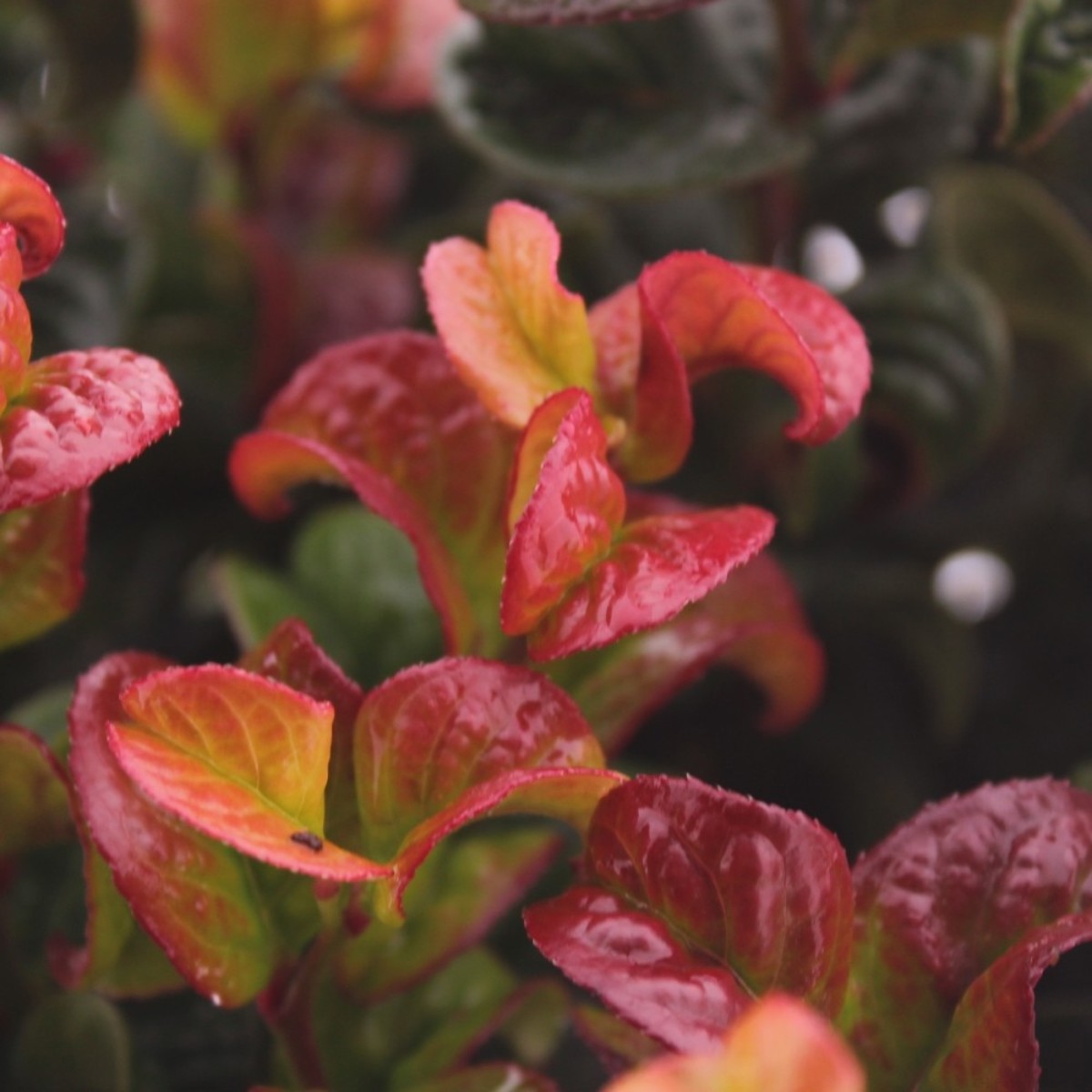 Main image on product details page