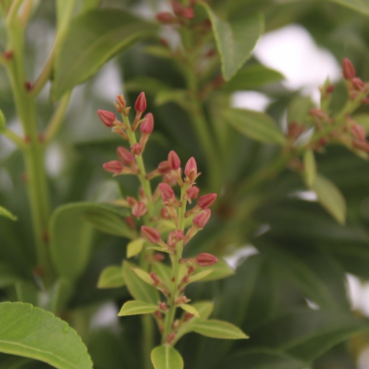 Main image on product details page