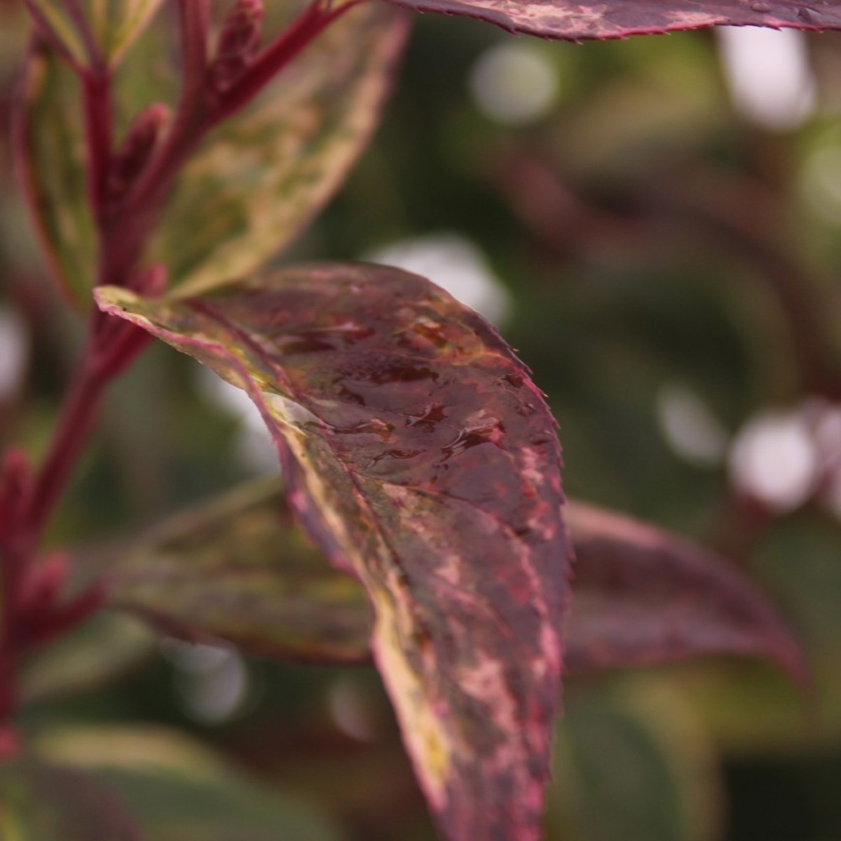 Main image on product details page