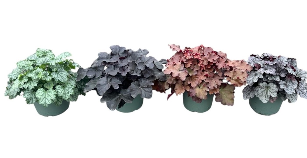 Main image on product details page