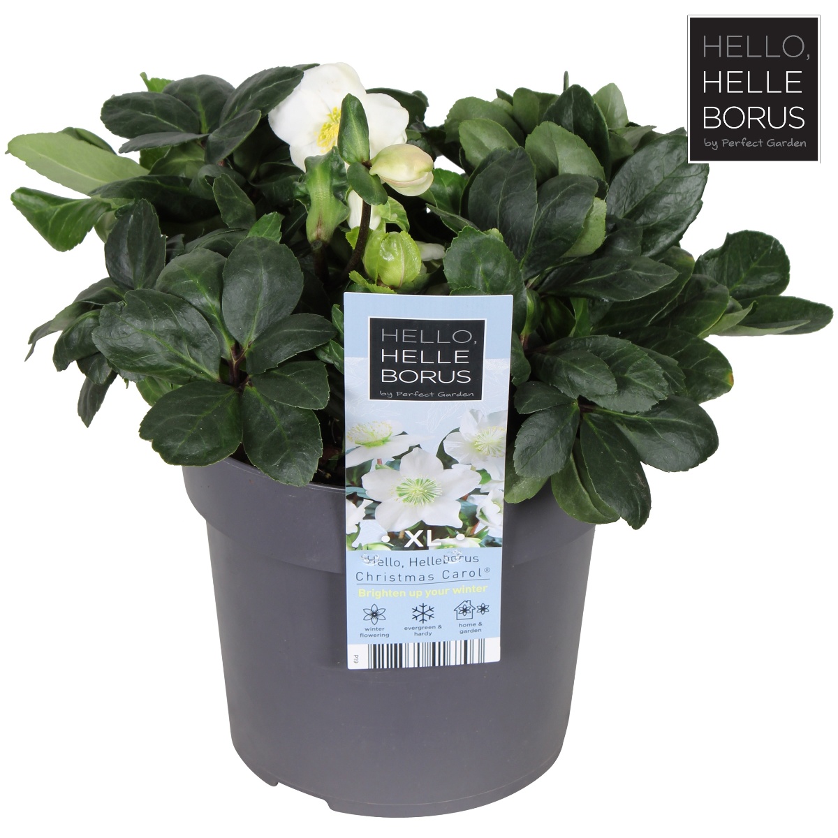 Main image on product details page