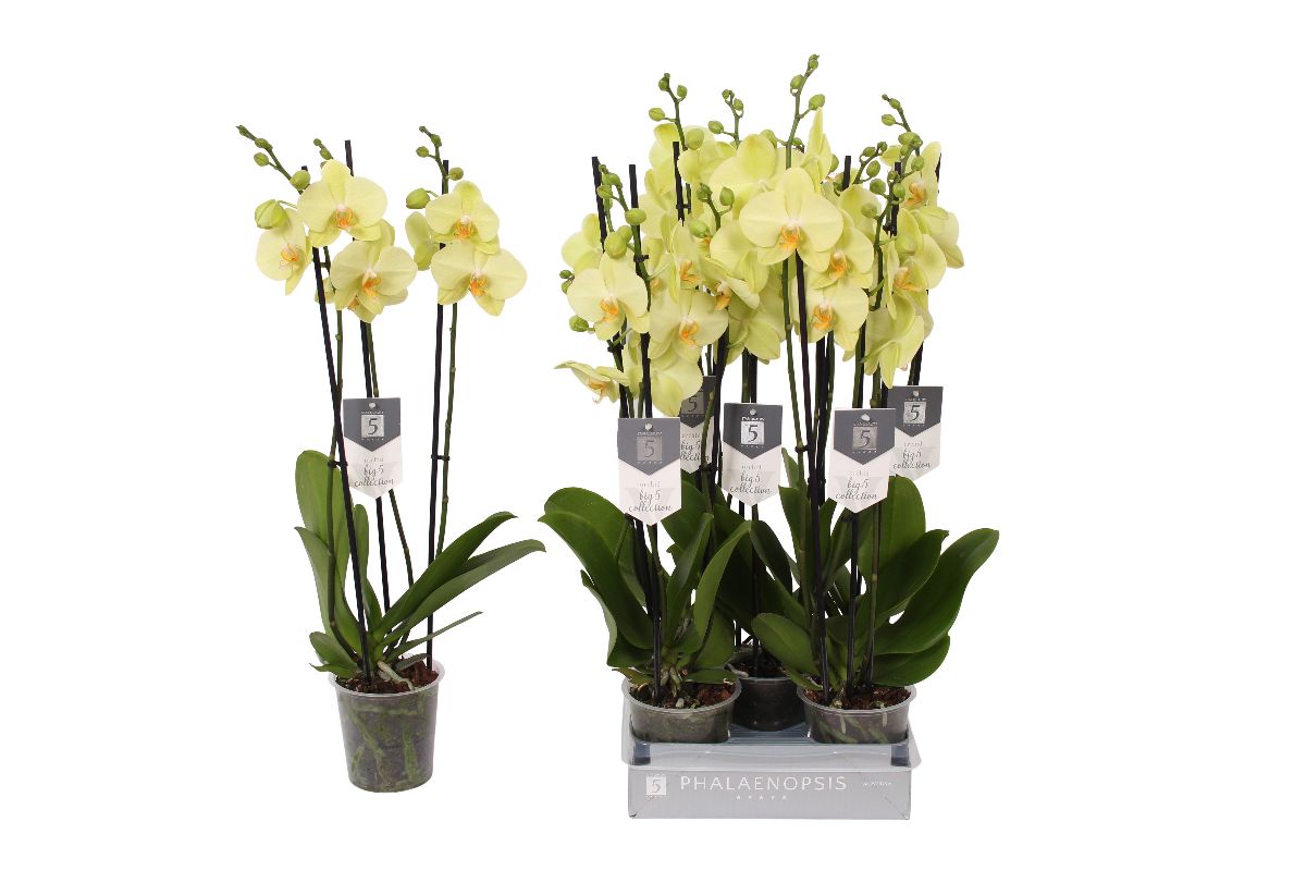 Main image on product details page