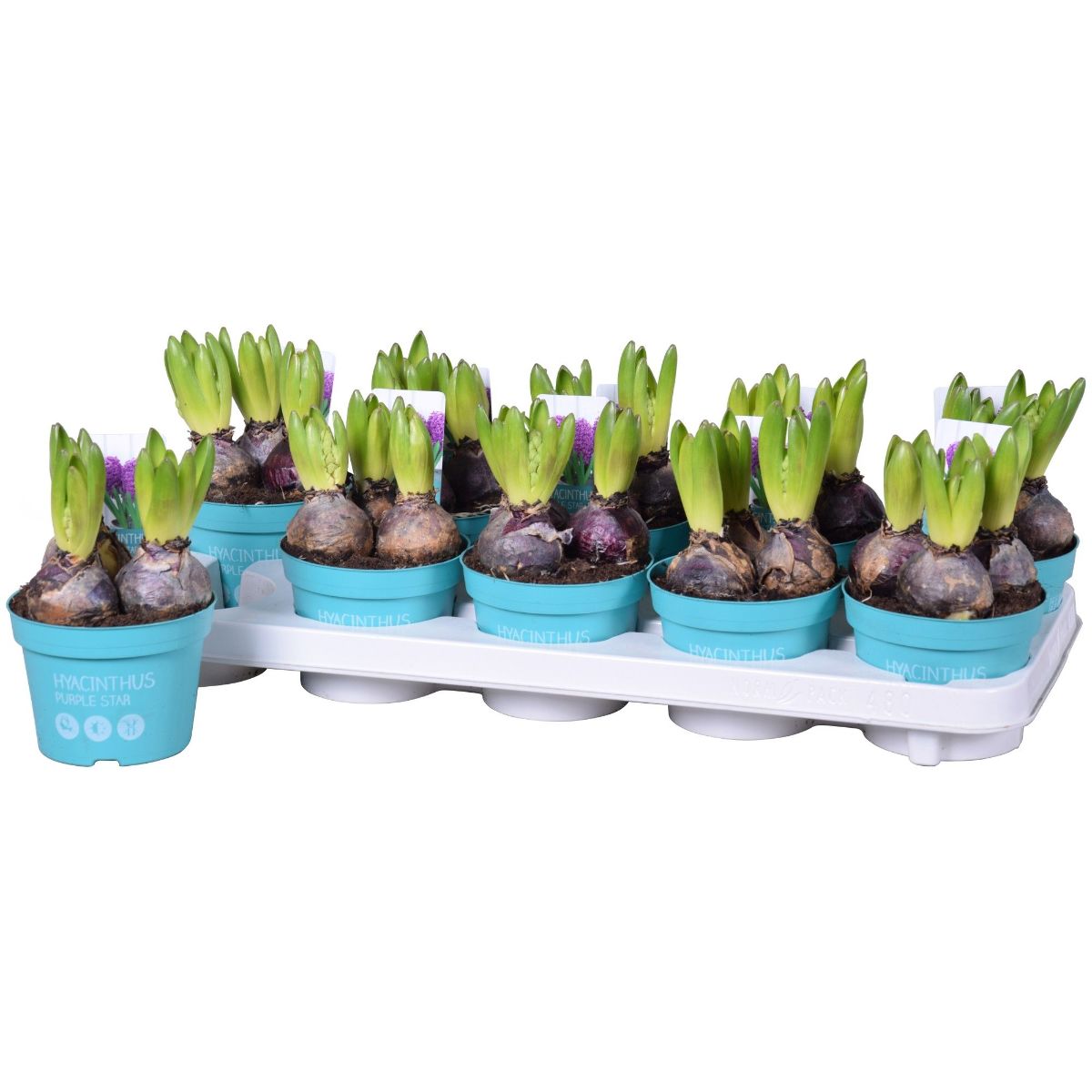 Main image on product details page