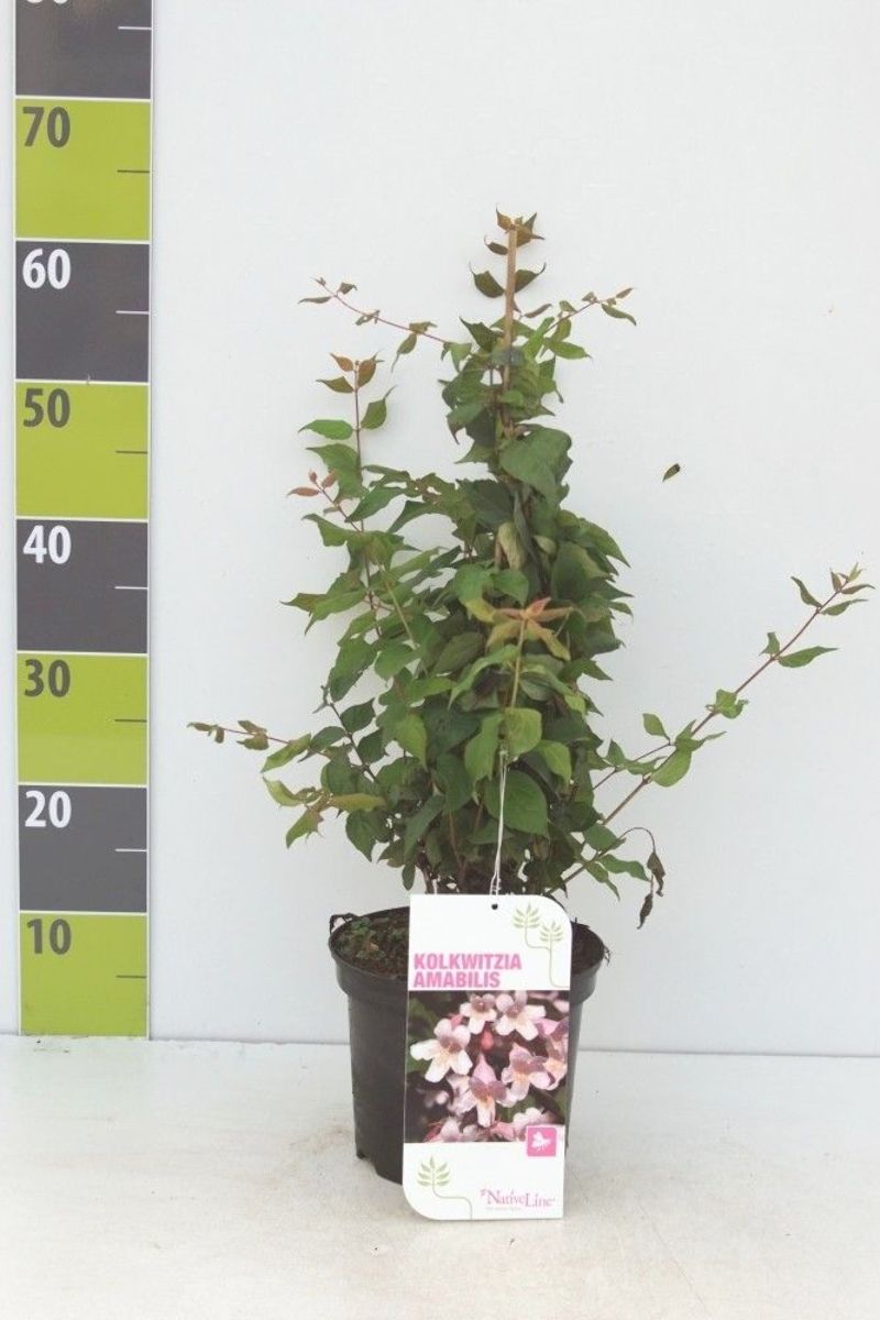 Main image on product details page