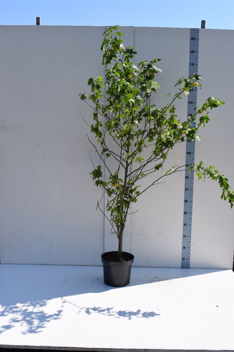 Main image on product details page