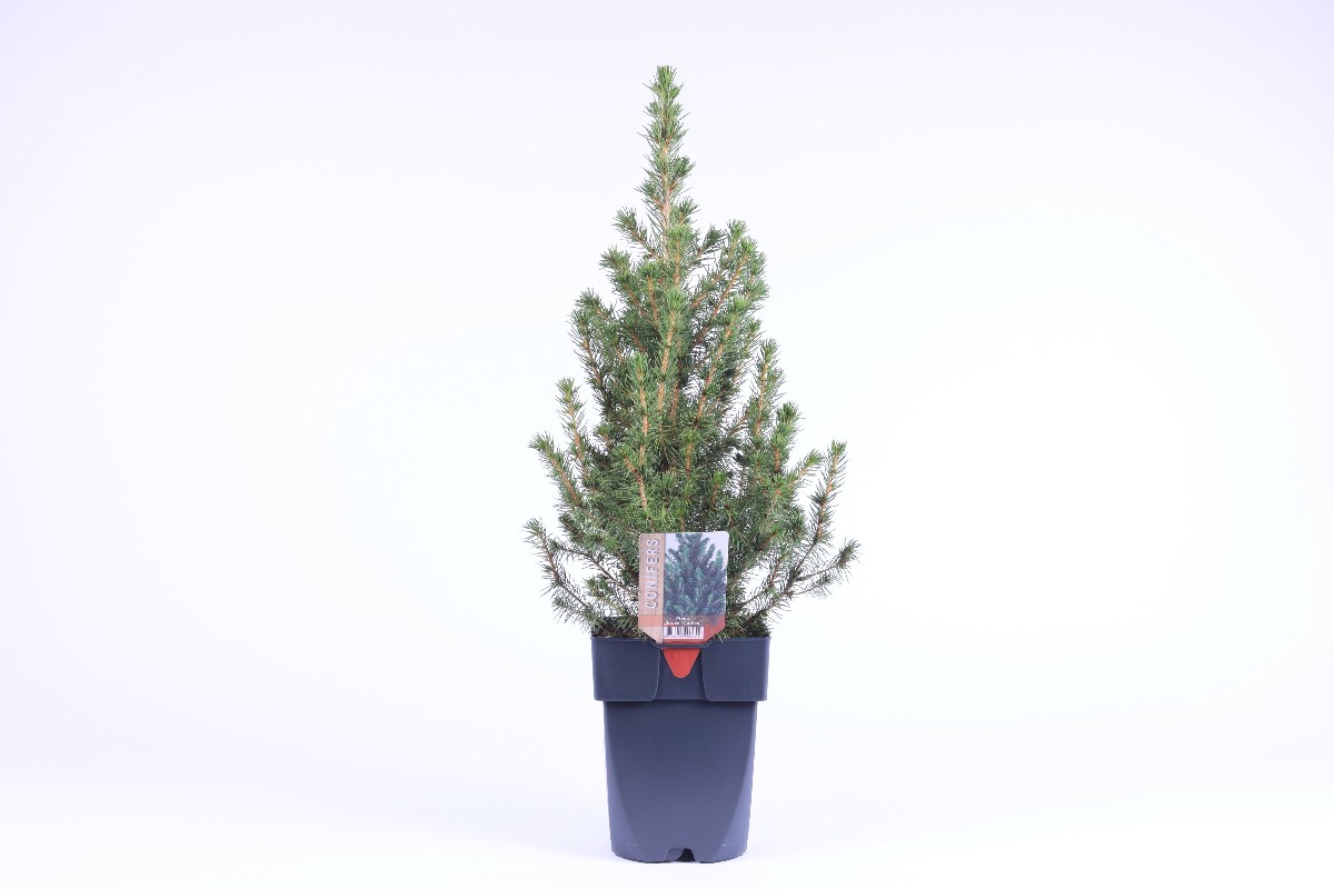 Main image on product details page