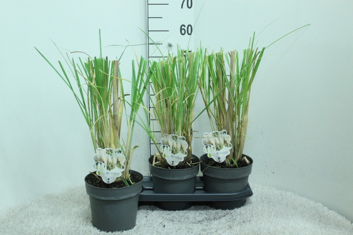 Main image on product details page