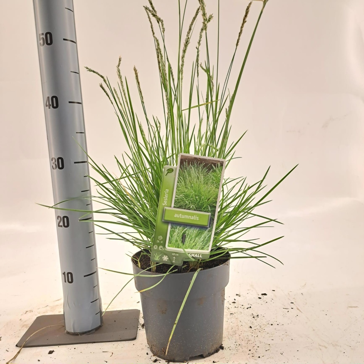 Main image on product details page