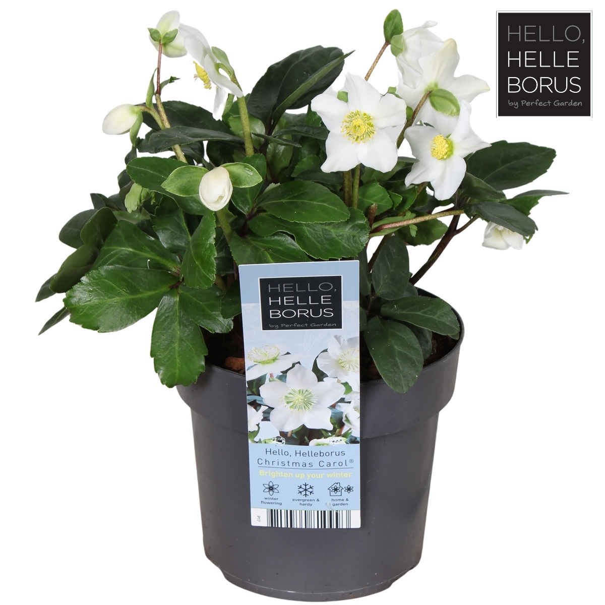 Main image on product details page