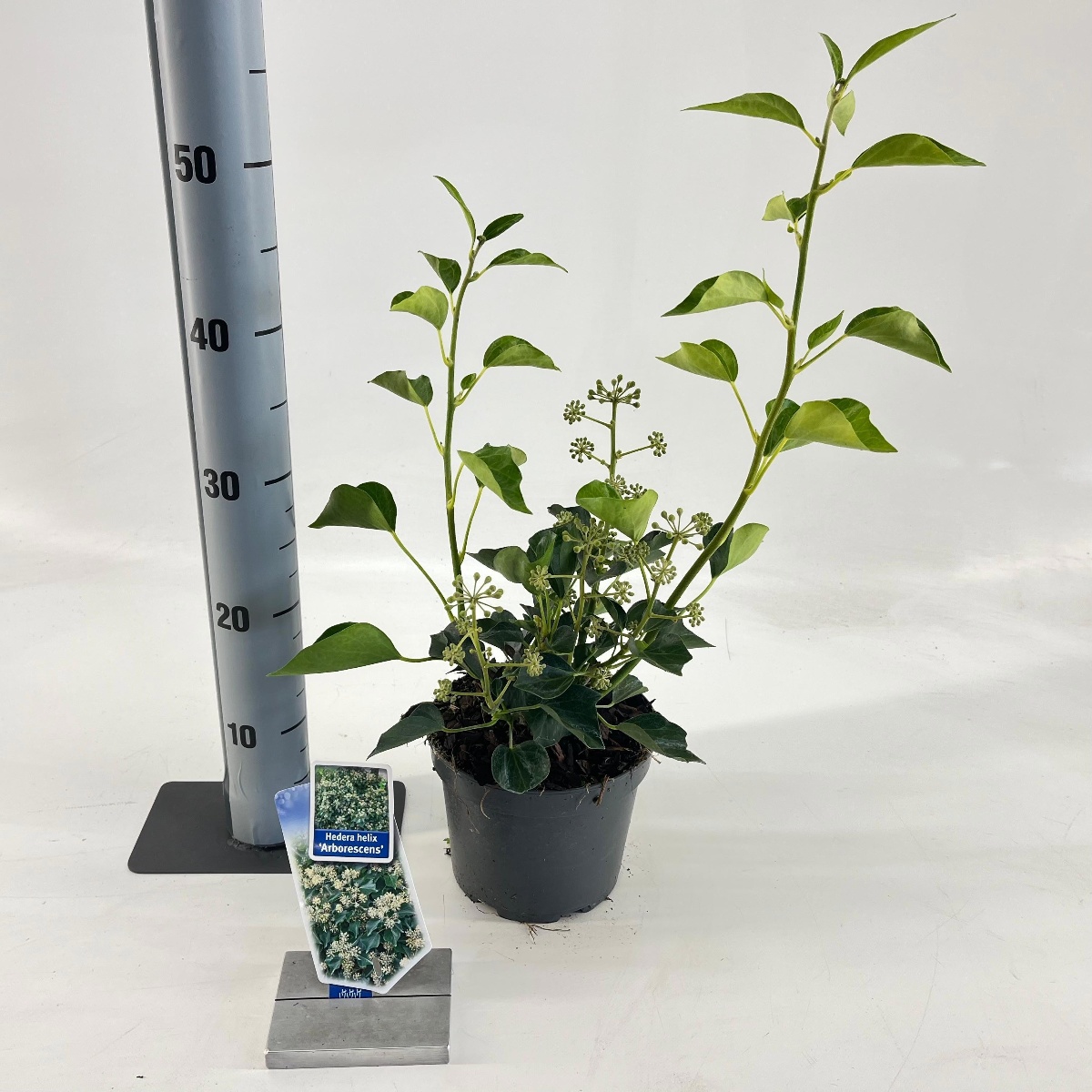 Main image on product details page