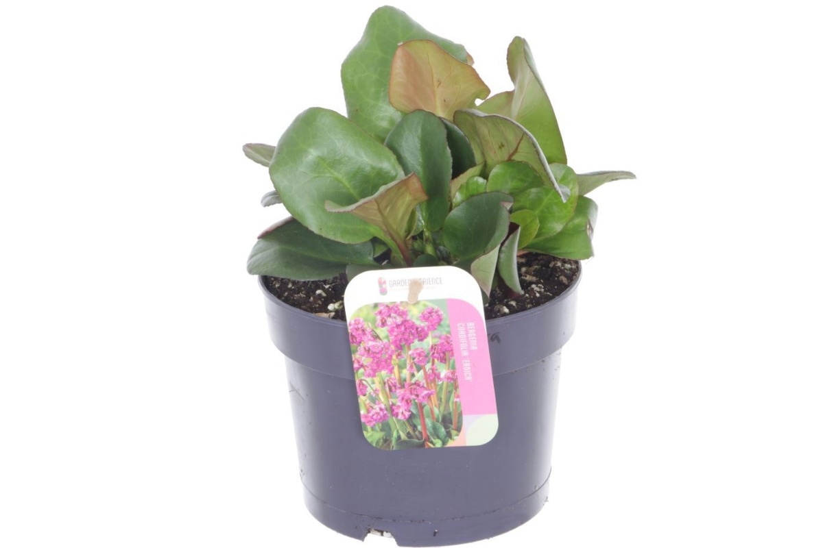 Main image on product details page