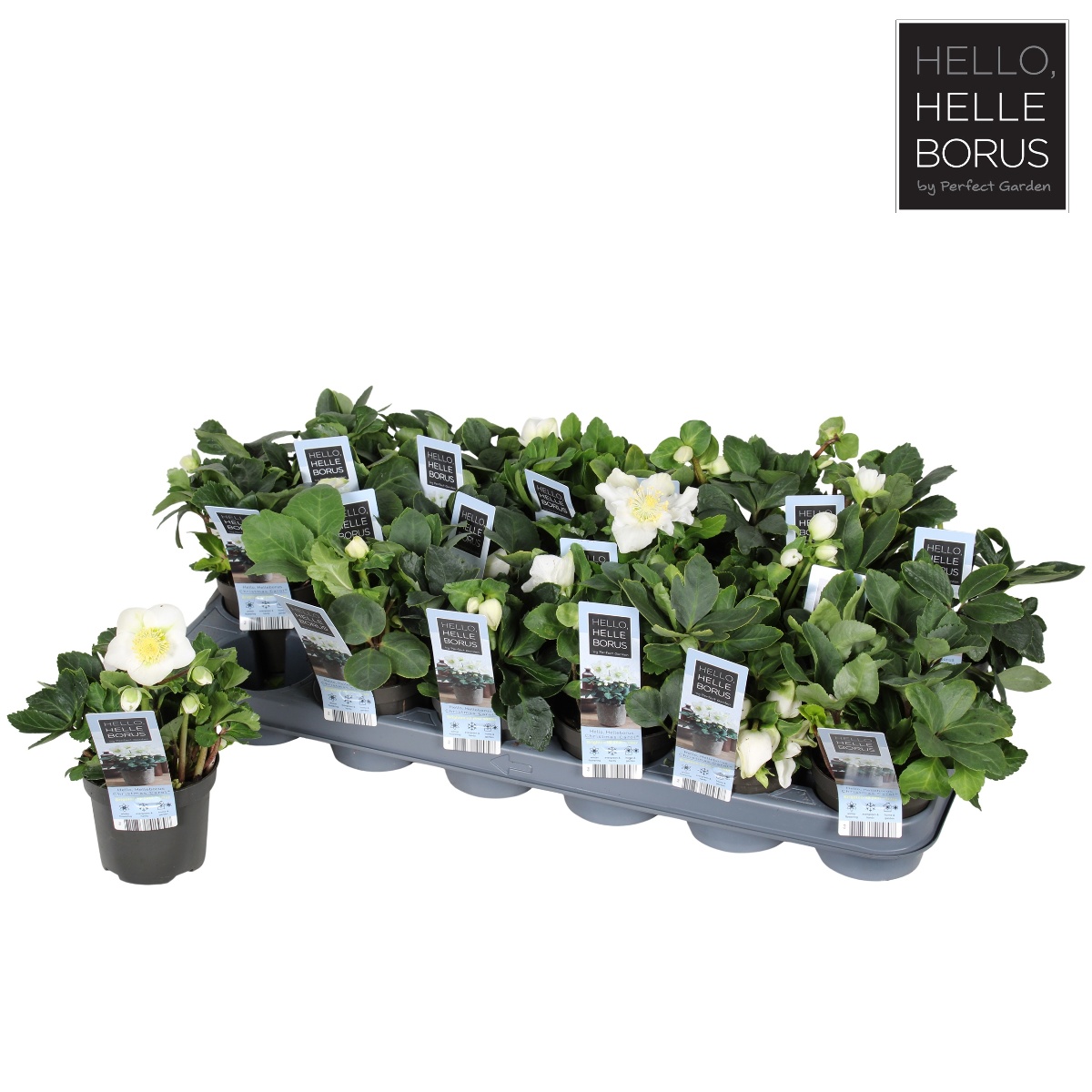 Main image on product details page