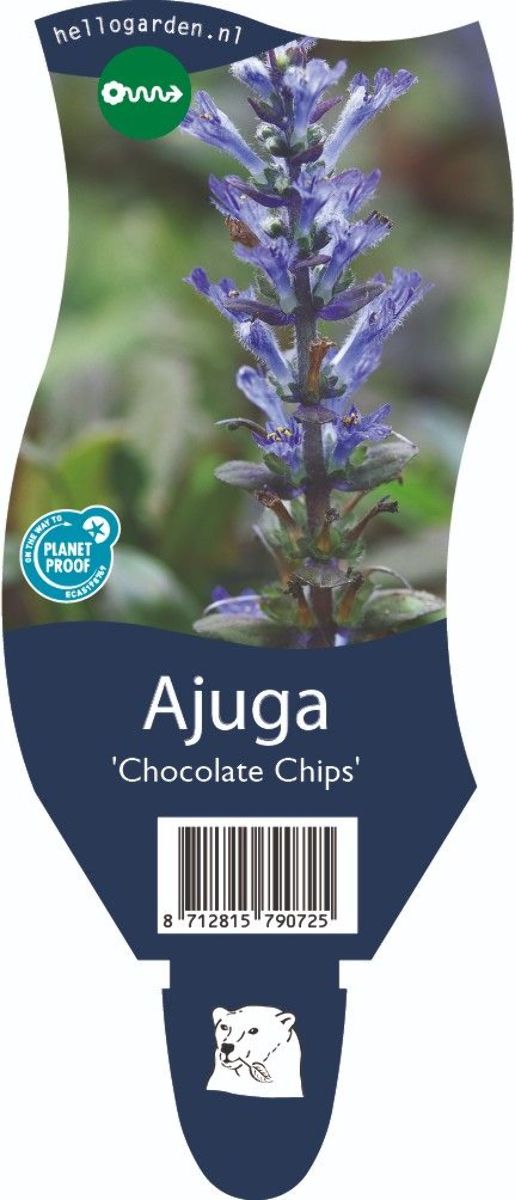 Main image on product details page