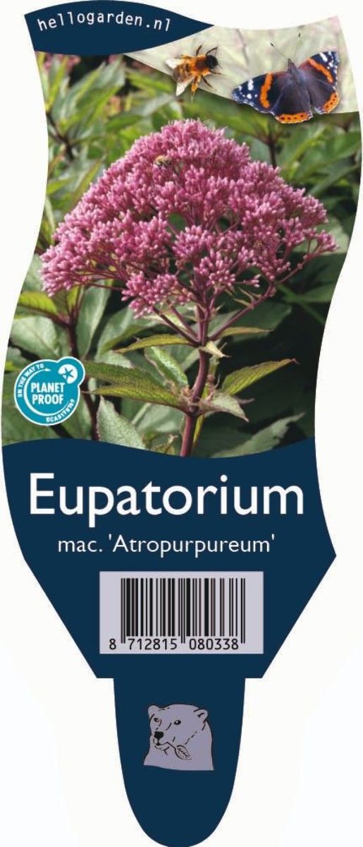 Main image on product details page