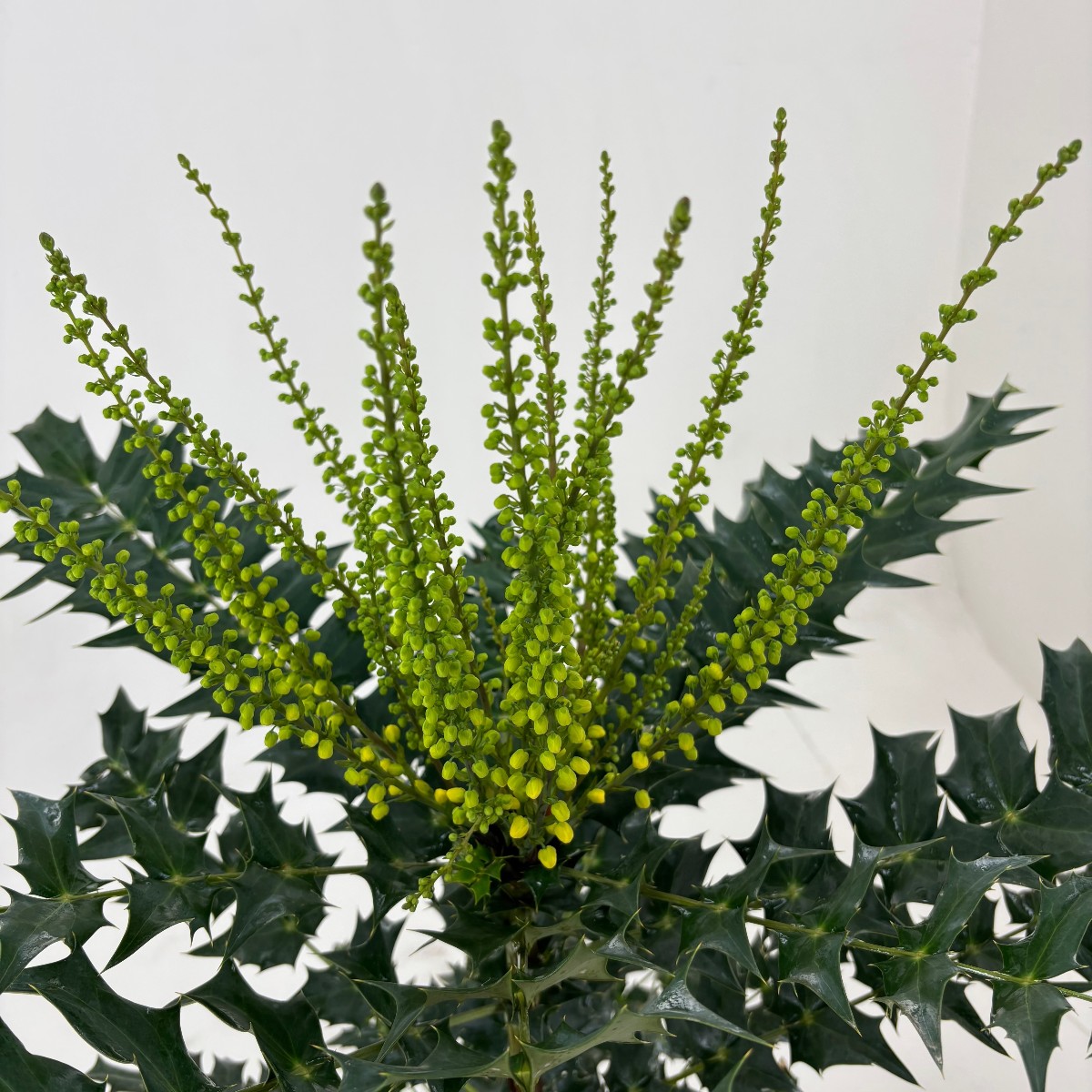 Main image on product details page