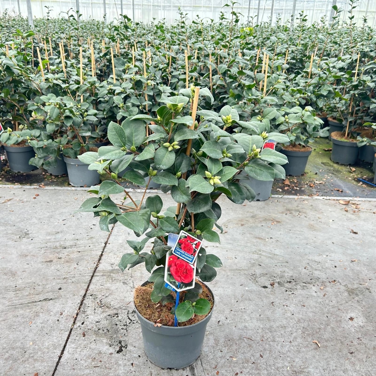 Main image on product details page