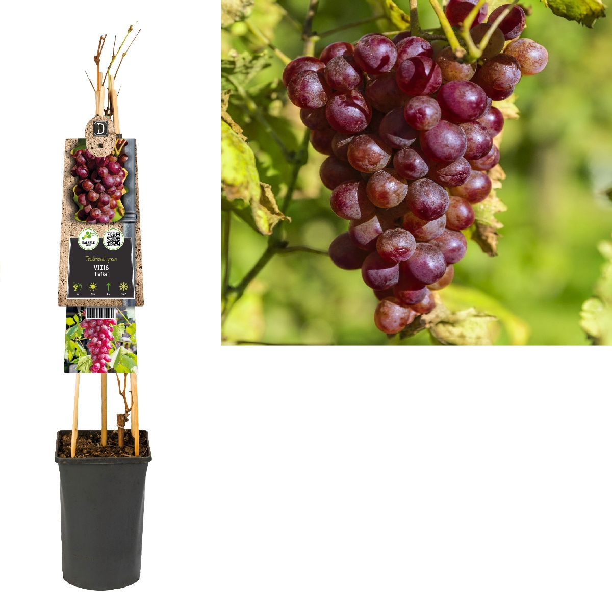 Main image on product details page